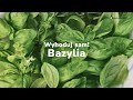 Wyhoduj sam! Bazylia