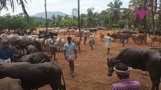 manjeri chandha | മഞ്ചേരി ചന്ത | cattle market kerala | malappuram chandha