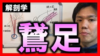 【基礎から勉強・解剖学】鵞足【理学療法士・作業療法士】