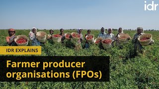 IDR Explains | Farmer producer organisations (FPOs)