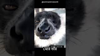 ব্ল্যাক-এন্ড-হোয়াইট রাফড লেমুর 🦝কালো এবং সাদা পশমের জন্য পরিচিত #shorts #ruffedlemur