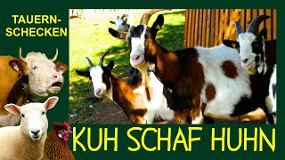 KUH SCHAF HUHN Folge 7: Tauernschecken - Bunte Ziegen aus den Hohen Tauern in Salzburg