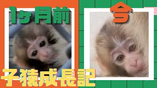 【子猿成長記】1ヶ月前の撮影から顔つきが変わりました