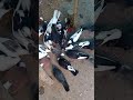 how to give egg shell for pigeons l പ്രാവുകൾക്ക് എങ്ങനെ മുട്ടത്തോട് കൊടുക്കാം l malayalam l