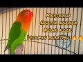 masteran lovebird diawali ngetik koak koek hanya dalam hitungan menit lovebirdmu akan terpancing