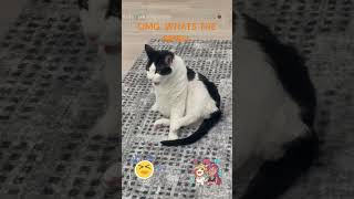 哈哈哈清理屁屁被臭到了😂  #cats #cat #cutecat #cuteanimals  #catvideos #catsofyoutube #funny #cute #funnyvideo