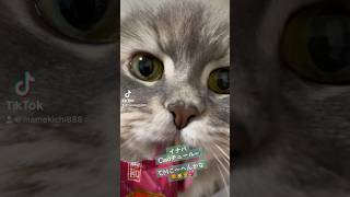 イナバさ～ん🐟CiaoチュールのCM📺出れますよ～と言う姿が可愛いすぎる猫・🦁🐱🐯💖チュール大好きすぎな3匹ですけどなにかっ🐾 #かわいい猫 #レオ #cat  #ノア #ルイ