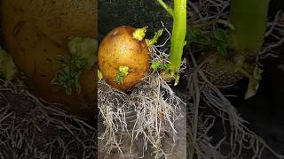 potato plant growing shot|#trending #trendingvideo #viral #shorts #trend #viralvideo #trendingshort