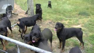 HARDRADA ROTTWEILER 2016.12.14