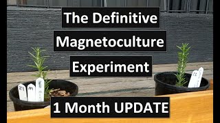 The Definitive Magnetoculture Experiment 1 month update