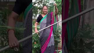 మునగ కాయలు కోసుకుందామా Drumsticks harvest #youtubeshorts # shorts