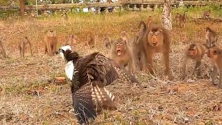 空中猛禽食猴鹰落难！遭遇猴群集体讨伐，食猴鹰下场会如何