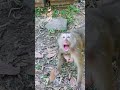 12 26 24 baby monkey babymonkey monkey poormonkey abandonedmonkey