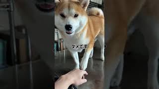 人のハンバーグ狙うな #shorts#柴犬#犬のいる暮らし