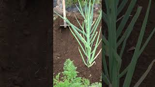 Tips for increasing the white part of green onions learned from a Japanese farmer ! #shorts