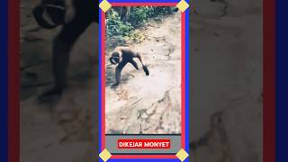 Lagi ngerekam tiba² di kejar monyet #trending #viralvideo #shortvideo #fyp