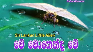 මේ මොකෙක්ද මේ