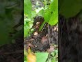 ASMR CABUT HALIA #shortvideo #nature #gingerharvest #gingerfarm #shortvideo #shorts #asmrsounds #ok