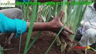 Sugarcane 86032 variety उस पिक  कांडी एक वित बसेल एवडी karyon केरन मार्गदर्शक