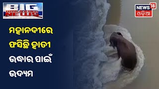 Mahanadi ପାର୍‌ ହେବା ବେଳେ ପାଣି ପିଇବାକୁ ଯାଇ Cuttack Mundaliରେ ଫସିଛି 17 ହାତୀ