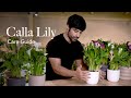 Calla Lily Care Guide - Picking, Placing, and Parenting Your Plant