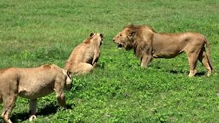 Big Adventure in Tanzania - Self Drive Safari Serengeti Ngorogoro