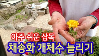 채송화 삽목 쉽게 해봐요 #채송화 #채송화삽목하는방법 #개체수늘리기 #정원가드닝