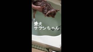 愛犬チワワのサランちゃん　初犬かき ＆大好きな指