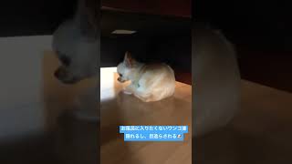 #shorts #いぬ #おもしろ動画 #どうぶつの日常 #動物 #いぬのいる暮らし #犬 #お風呂 お風呂が苦手なワンコ達🐶隠れるし、目を逸らさせる♨️