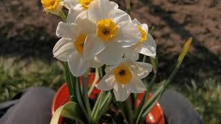 Narcissus Marguerite Patten, one of the most amazingly fragrant daffodils for scented gardens