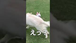 【衝撃】警察犬に逮捕されたフレブルのアビー　#フレブルのアビー #フレンチブルドッグ #frenchbulldog #ふれぶる #フレブル #警察 ＃警察犬 #シュールストレミング #くさや