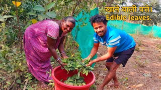 खाने वाली पत्ते।|Edible leaves| यह पत्ता से खट्टा बनाते हैं।