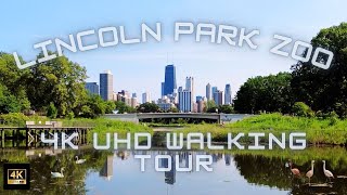 [4K UHD] Lincoln Park Zoo Chicago Virtual Nature Walking Tour | Relaxing Calm Ambient Sounds 60FPS