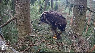 Mazais ērglis , ligzda eglē, Zemgale-Latvia 17.07.2024 08:43