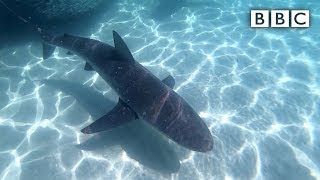 'Sharks everywhere': Angler captures feeding frenzy - BBC