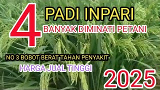 4 jenis padi Inpari yang banyak diminati petani padi || harga jual gabah tinggi