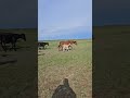 ат малтабу жылқы тұлпар жабы horse мугалжар automobile лошади animals