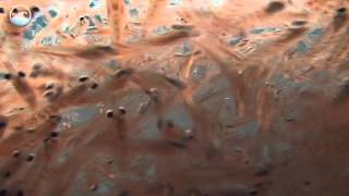 Animals of the Ice - Antarctic Krill