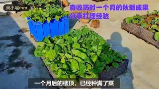 楼顶种菜：历时一个月的秋播，菜园又种满了菜，看看都有些什么菜