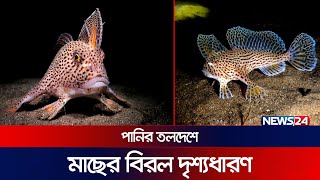 যে মাছ হেঁটে বেড়ায় | Handfish | spotted handfish | Australia | News24