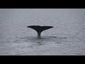 【北海道】知床遊覧船 マッコウクジラ whale in siretoko hokkaido