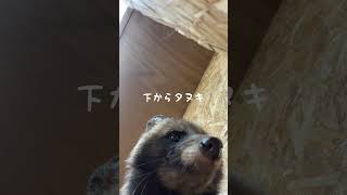 下からタヌキ Tanuki from below