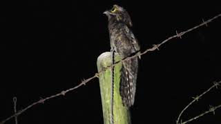 El canto Bienparado común o pajaro estaca  ( nictibio griseus)