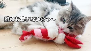 けりぐるみに大興奮な4匹の猫【カオナシもペロペロ】