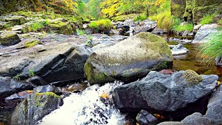 WAKE UP to Chirping Birds and a Babbling Brook!