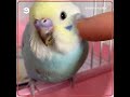 How to Raise a Lovebird