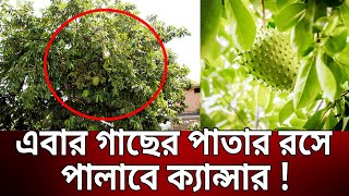 এবার গাছের পাতার রসে পালাবে ক্যান্সার ! | Corossol Tree | Bangla News | Mytv News @zusamrat