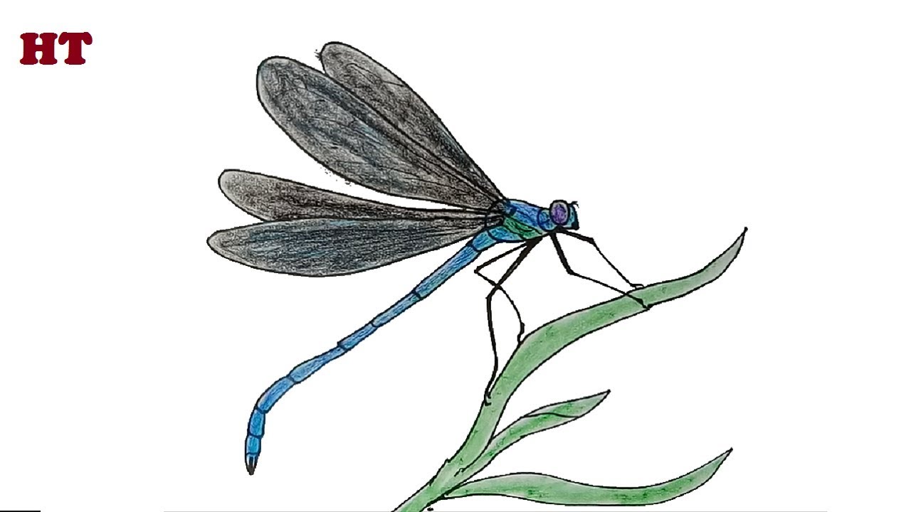 How To Draw A Dragonfly Beautiful Easy