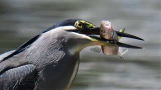 大池のササゴイ（魚の捕食）