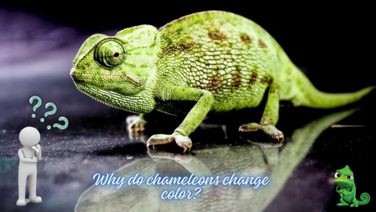 Why Do Chameleons Change Color? - YouTube